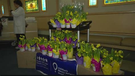 Daffodils delivered to Albany Med cancer patients